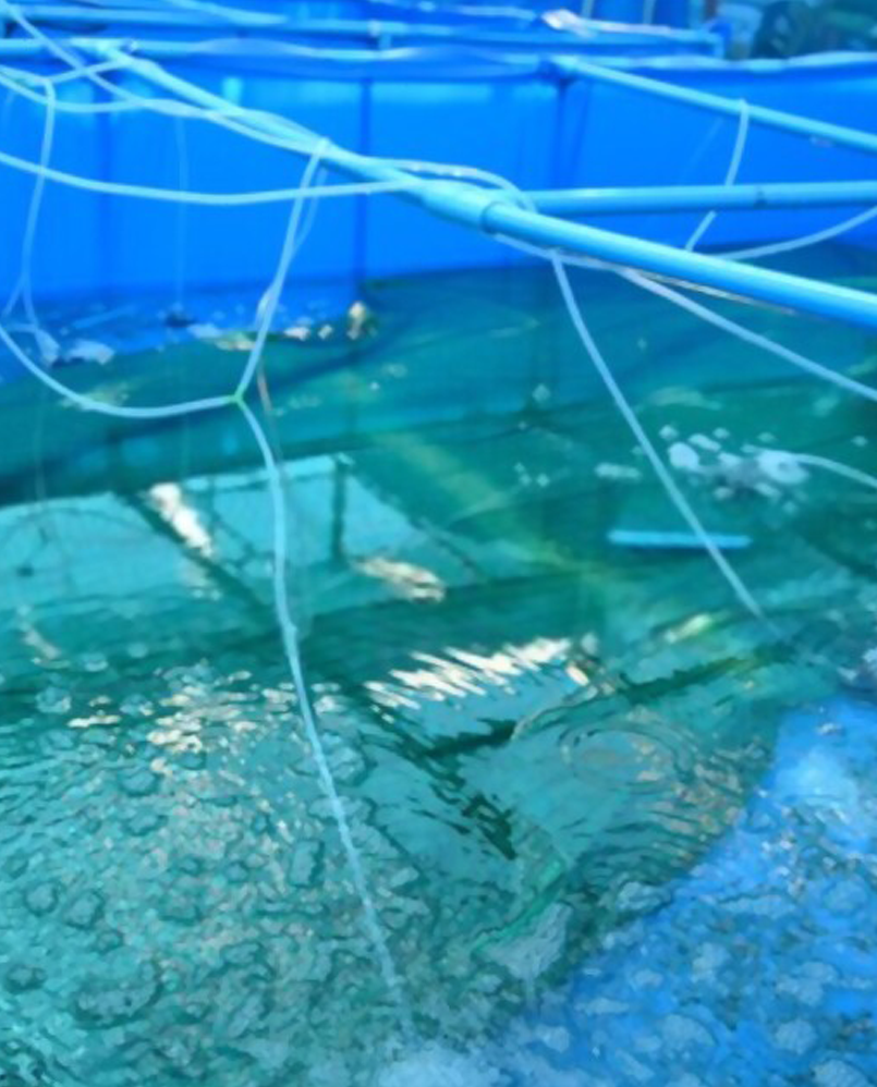 Description of the image